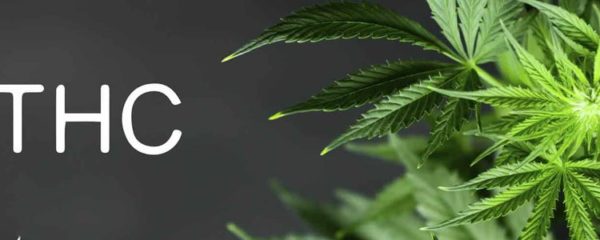 CBD et THC